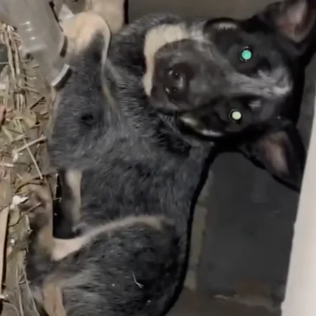 Loky found in a sewer drainage.